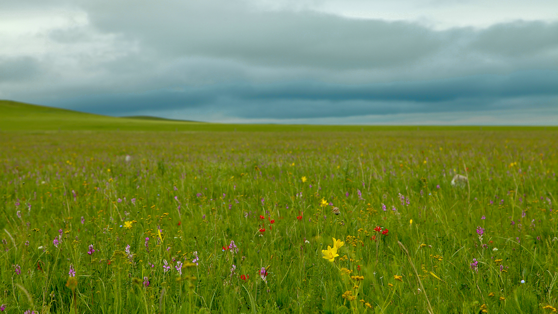 黄花沟旅游景区的介绍,不同于农业观光的草原之美,皇帝来此避暑