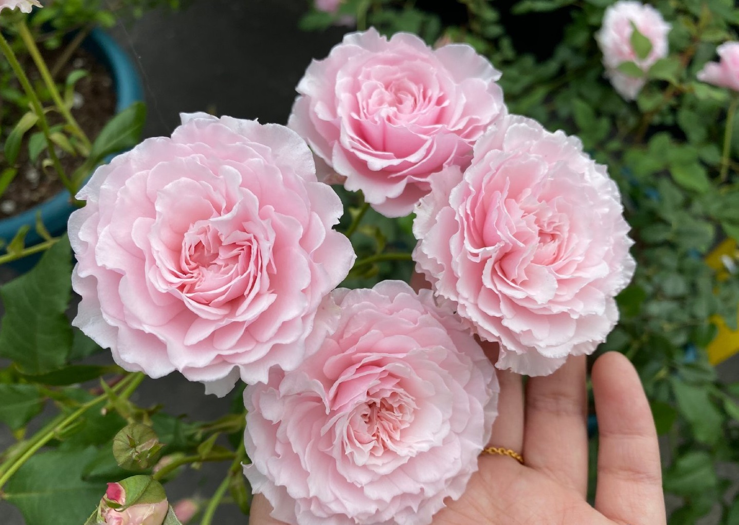 养棵"美咲抚子"吧,四季有花看,芬芳沁人心