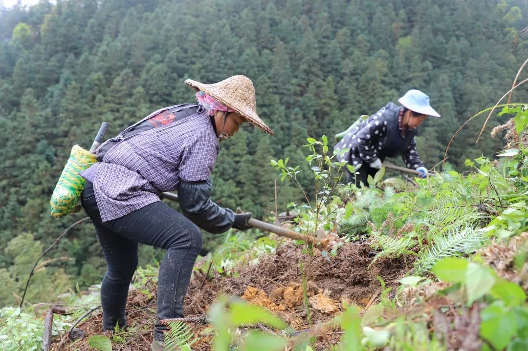 【跟着广播看乡村】亩产120斤茶油 苗乡准备种它个28万亩