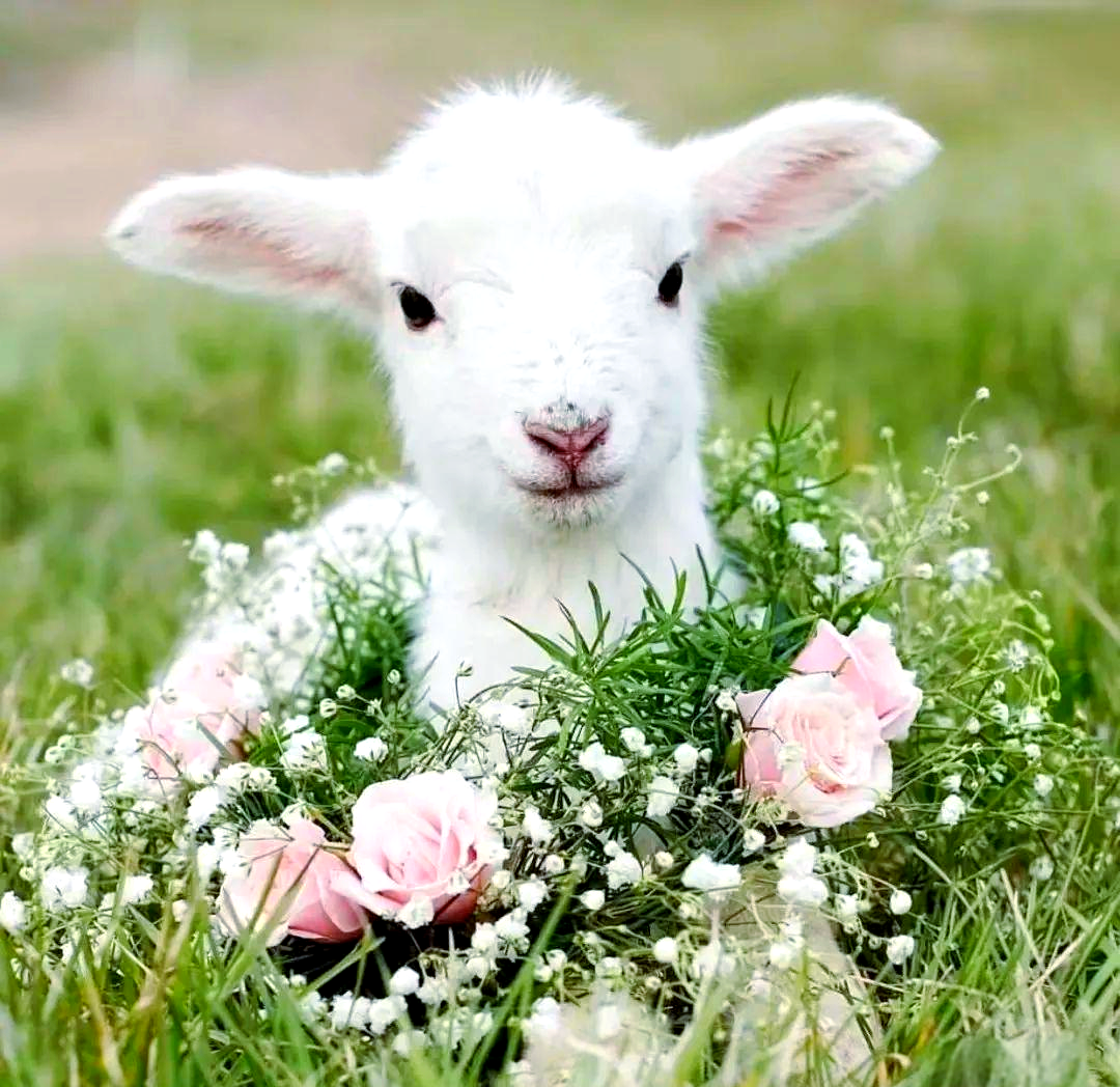 迷途的羔羊:上帝的珍视与我们的责任