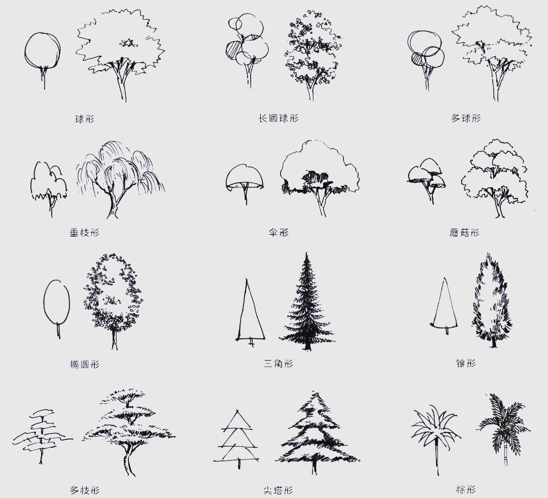快速掌握手绘植物配景及树木画法技巧