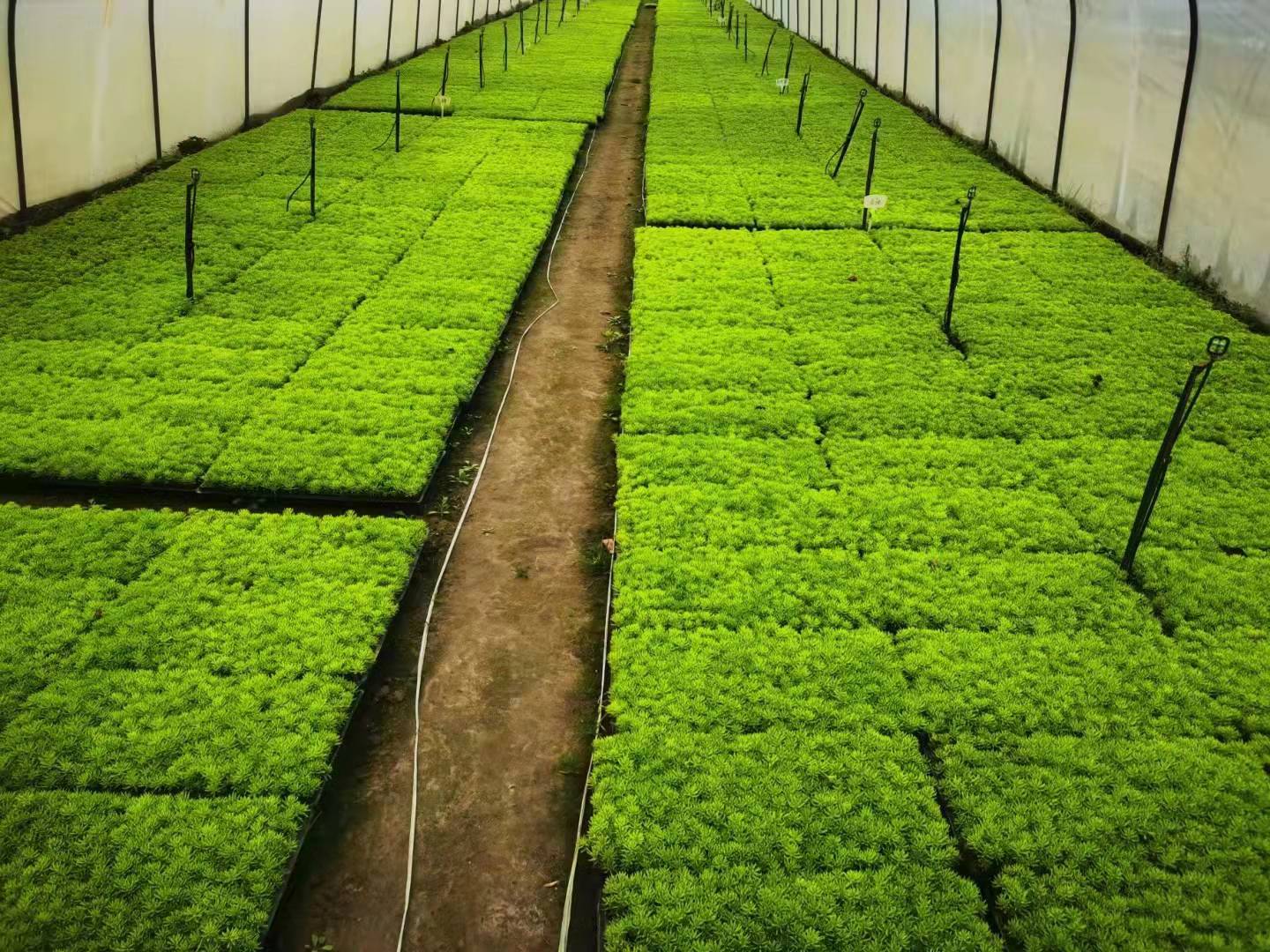 前方园艺五色草种苗造型的种植基地!