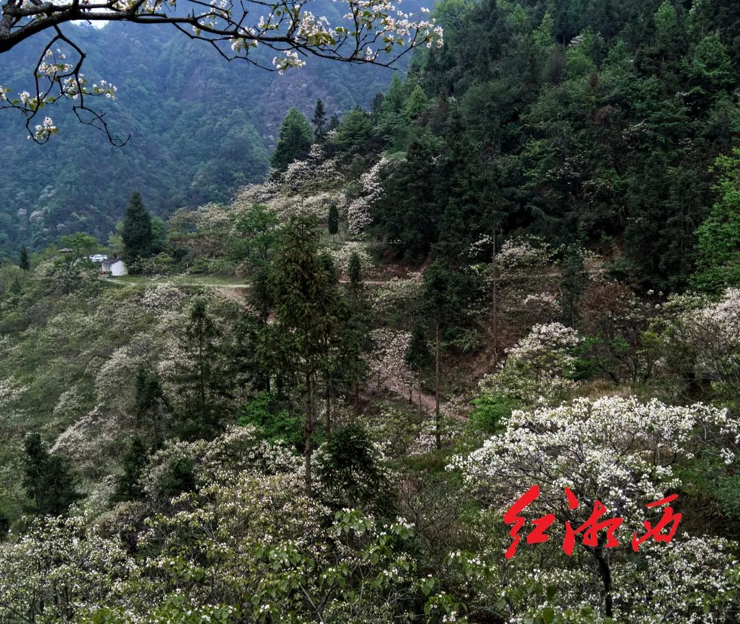 叶红专:桐花寨里桐花艳