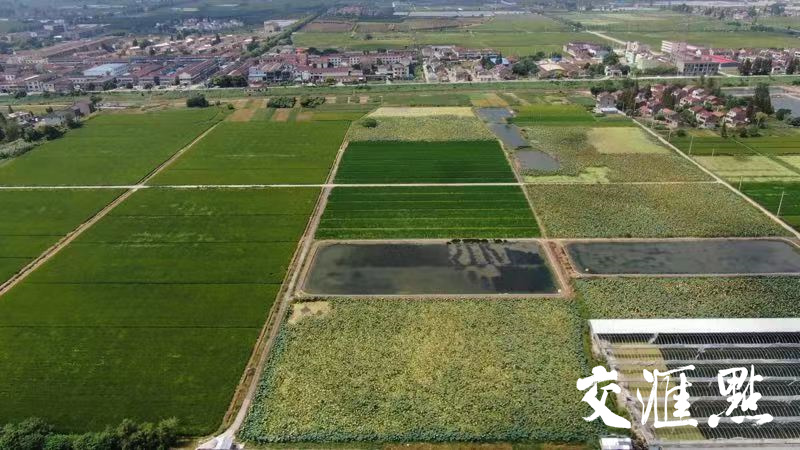 走进乡村看小康|丹阳市陵口镇折柳村:高效农业,让"负翁村"成为"富翁村