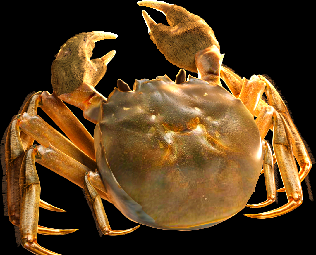 中华绒螯蟹:从自然捕捞到人工养殖的演变历程