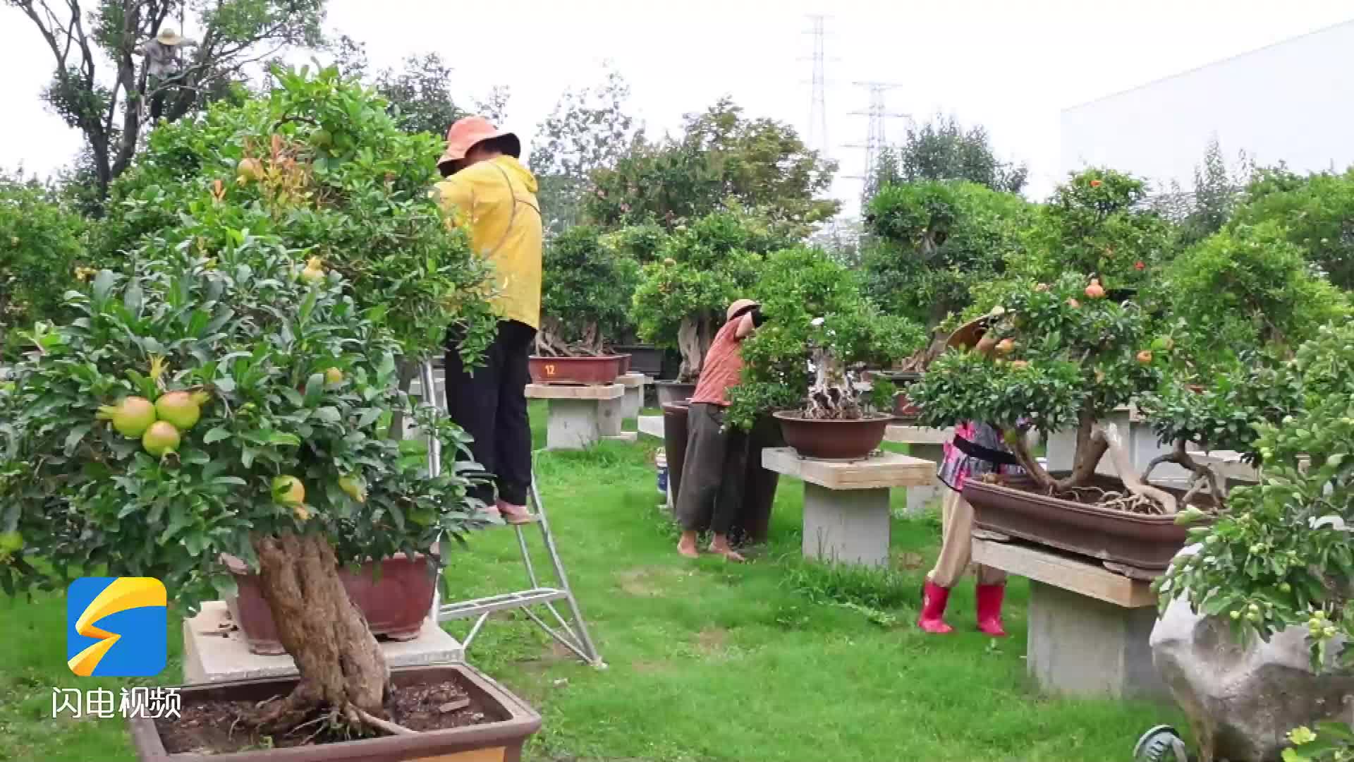 枣庄石榴盆景批发市场图片