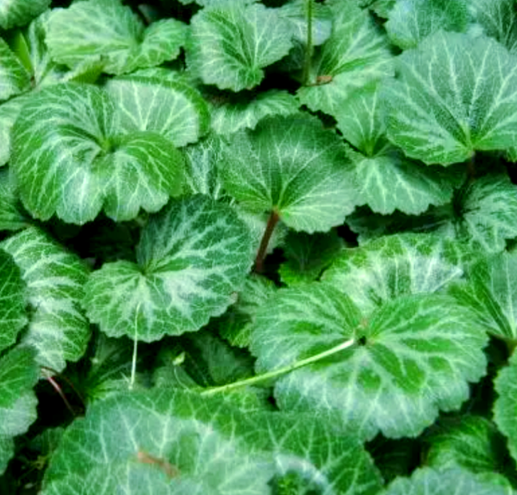 虎耳草:小巧精致的植物,寓意丰富的花朵