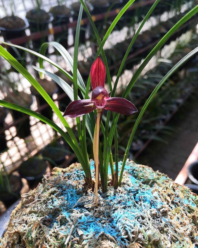 兰花界的"汗血宝马",开品大气,花色艳丽,确实很上档次