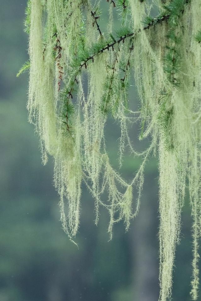小科普|松萝:滇金丝猴必不可少的"主食"