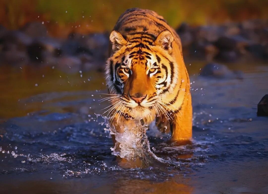 生肖虎20254月运势(属虎2024年每月运势)