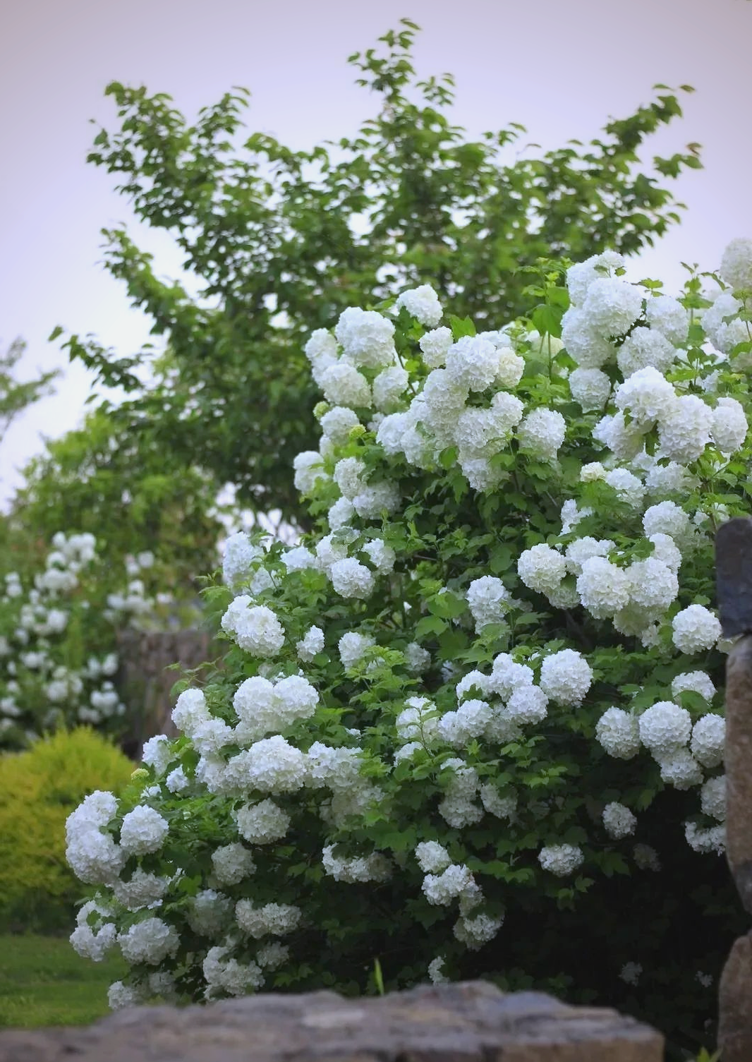 洁白如雪,繁花似锦