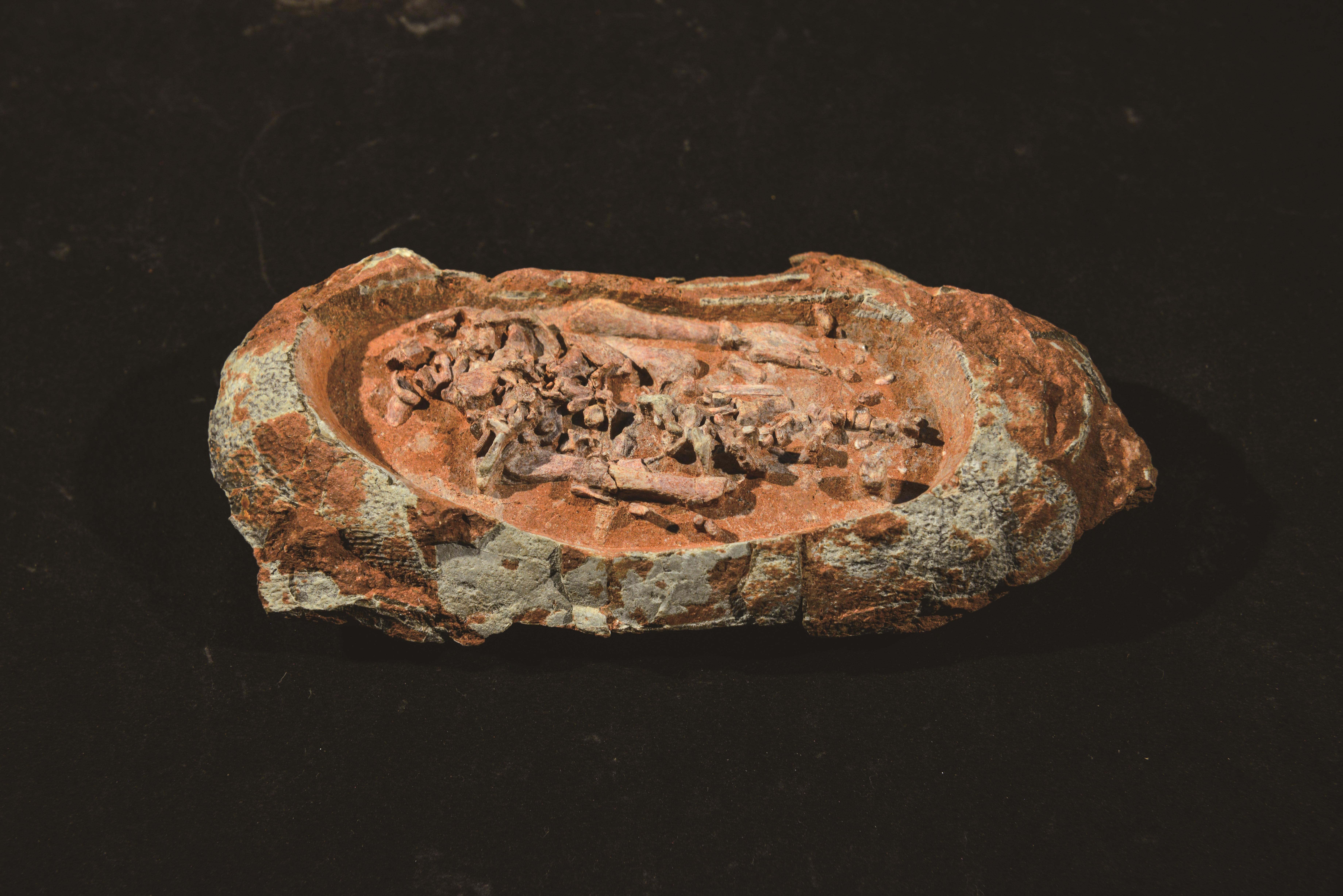 恐龙胚胎蛋化石首次在河源亮相