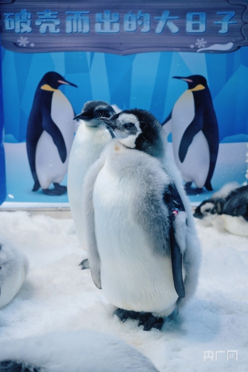 身着"花外套"!看11只新生帝企鹅宝宝怎么在广东"过冬"?