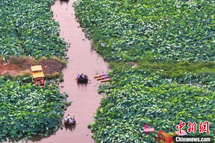 航拍南京龙潭赏荷基地 晚霞映衬"千层翠盖万红妆"