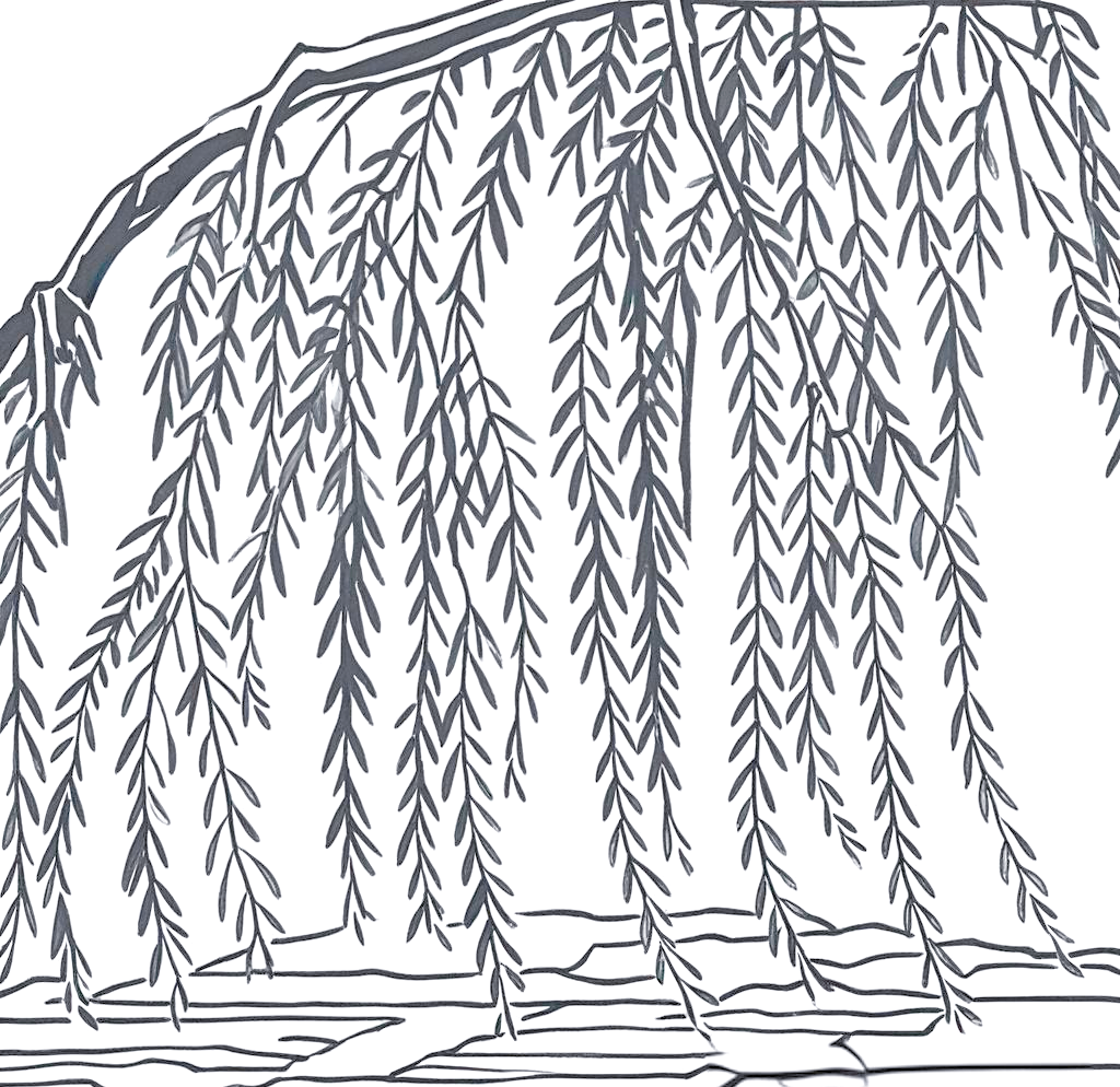 柳树线描绘画的技巧与练习方法