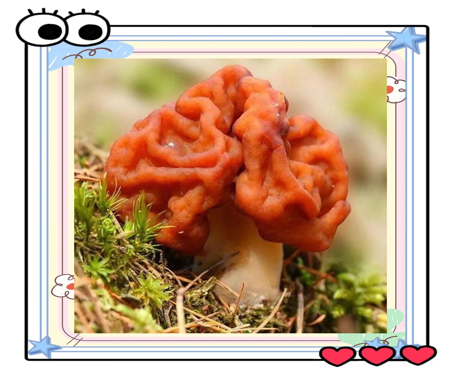 鹿花菌:从剧毒到美味的真菌奥秘