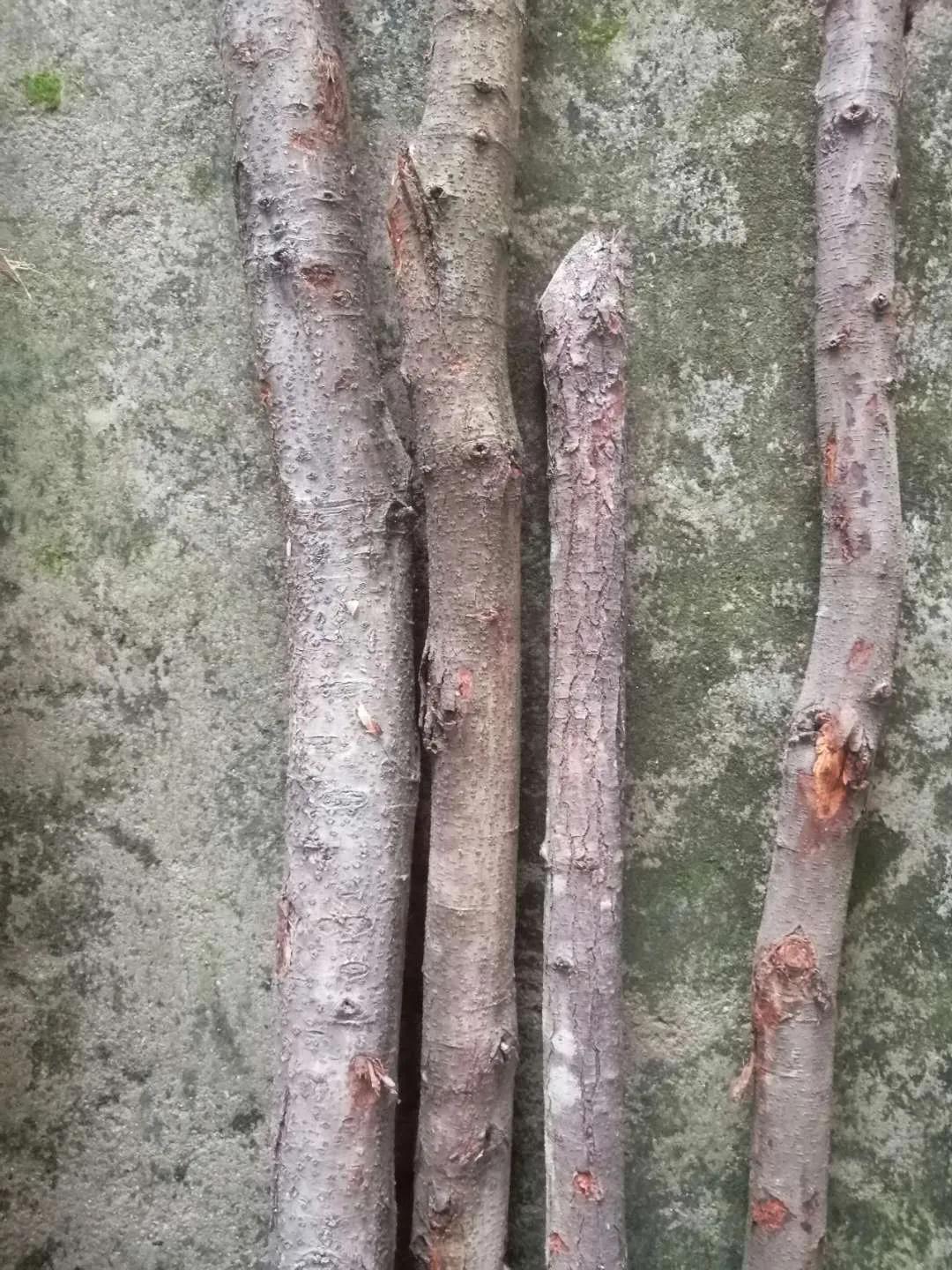 秦岭最硬的木头图片