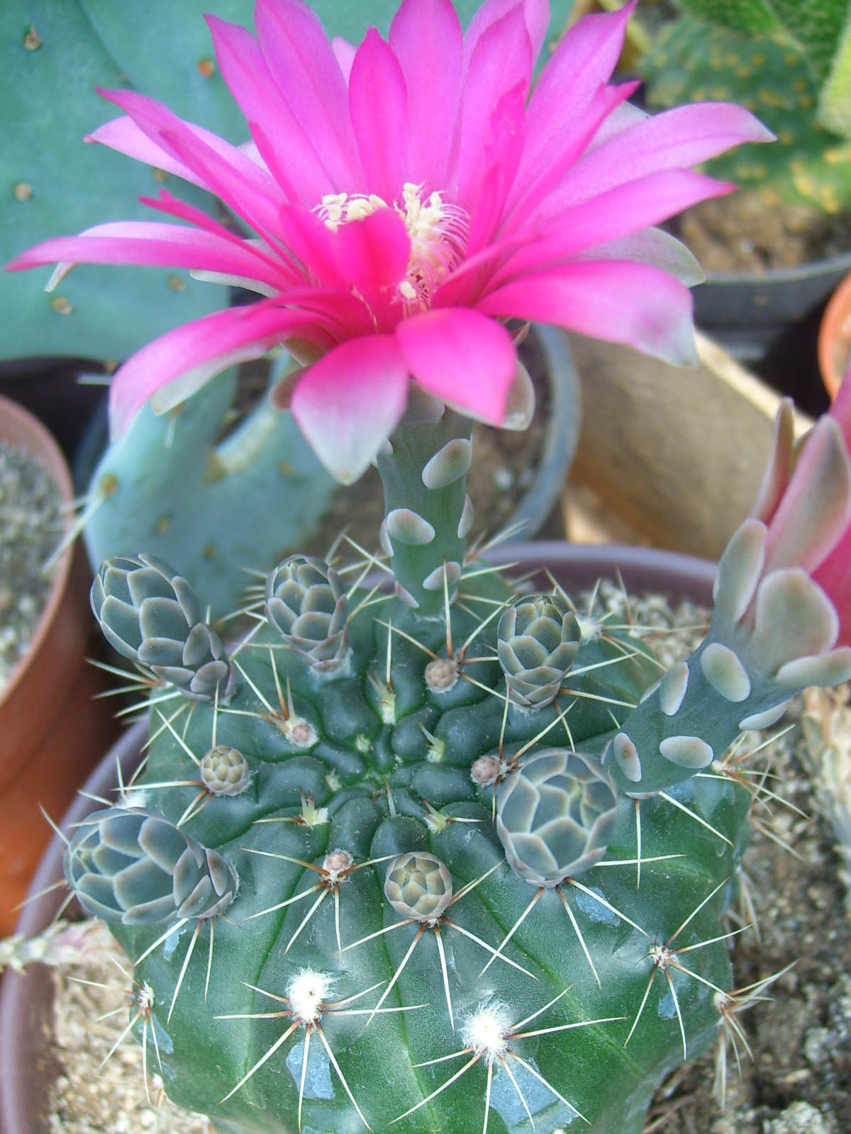 夏日绯花玉:绿意盎然的养护技巧