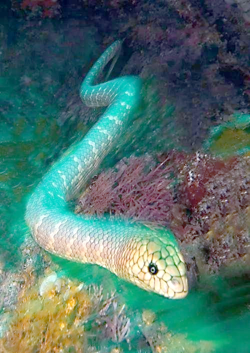 探索海蛇毒性:哪些品种位列其中?