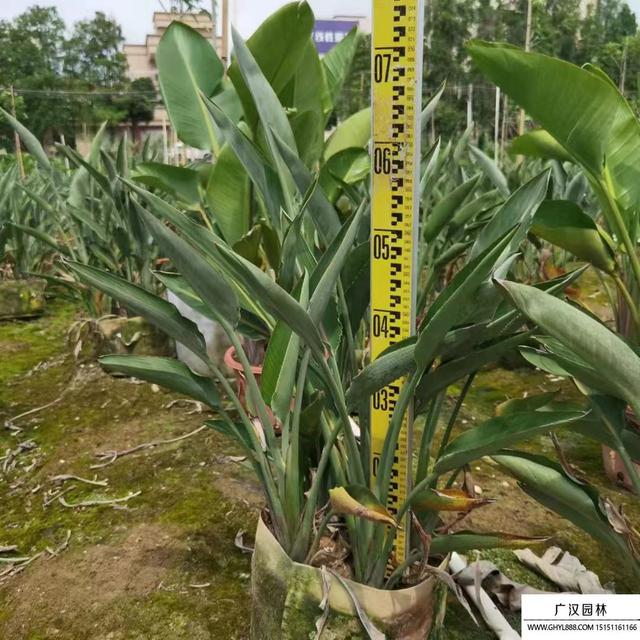 天堂鸟的养殖方法和注意事项