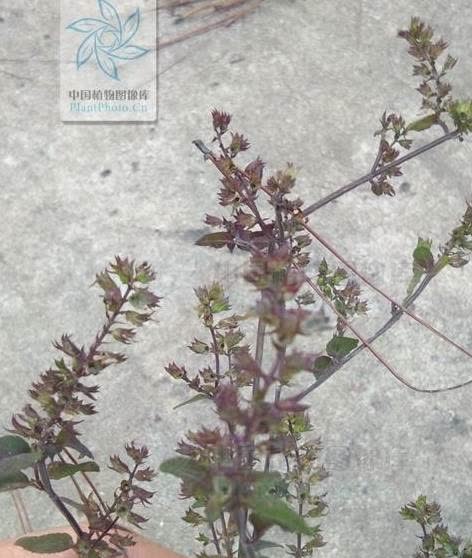 治中暑,热痱,湿疹