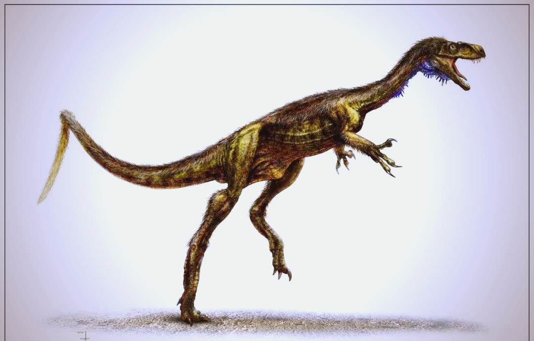 槽齿龙:一种独特且瘦长的原蜥脚类恐龙