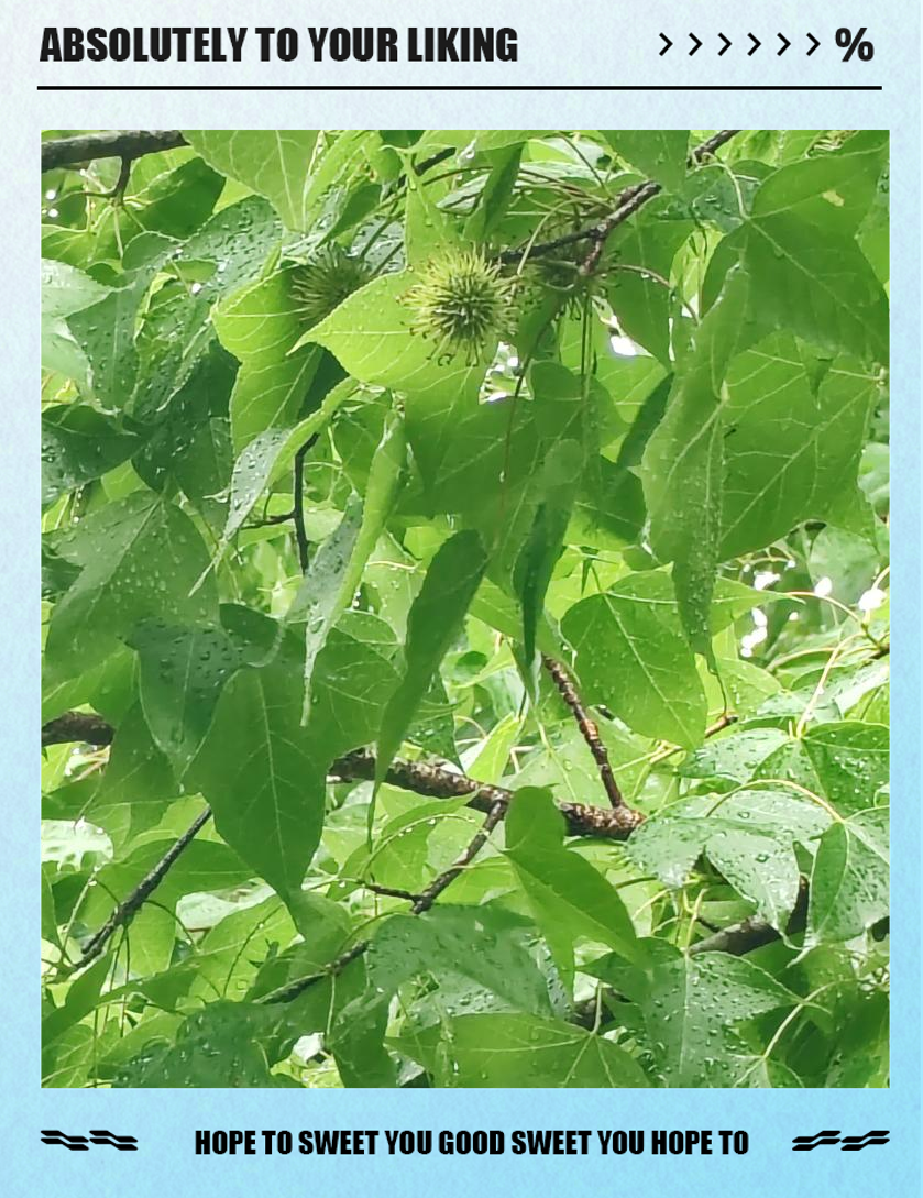中药路路通的奇妙旅程与多重功效