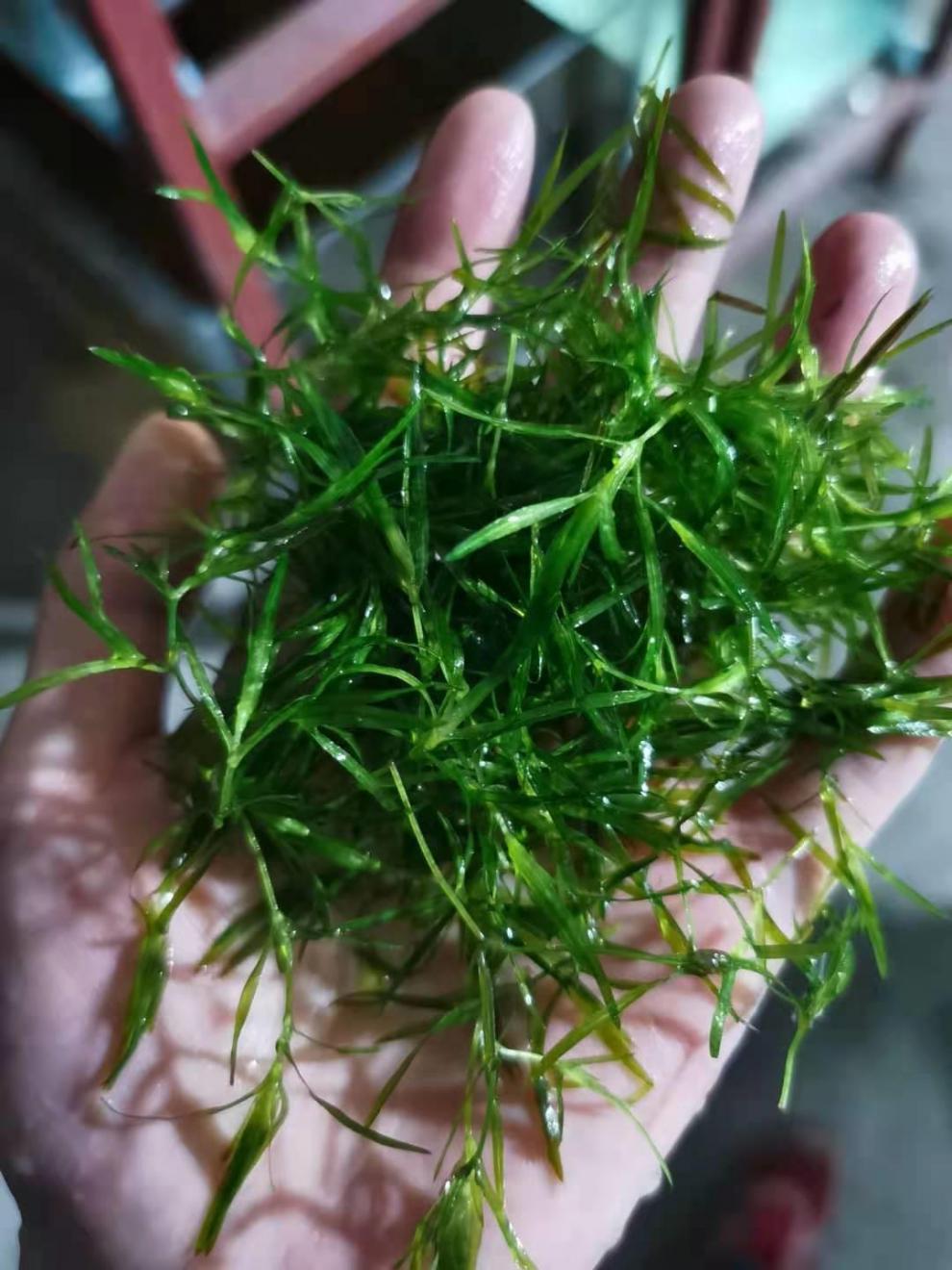 小竹節草放魚缸裡有哪些好處