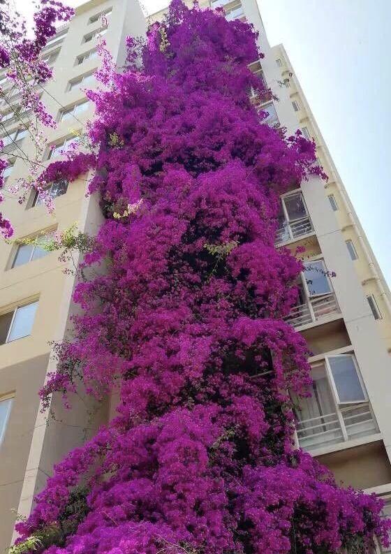 三角梅变身"花蟒蛇",爬上7层楼,身高几十米,花海花瀑布
