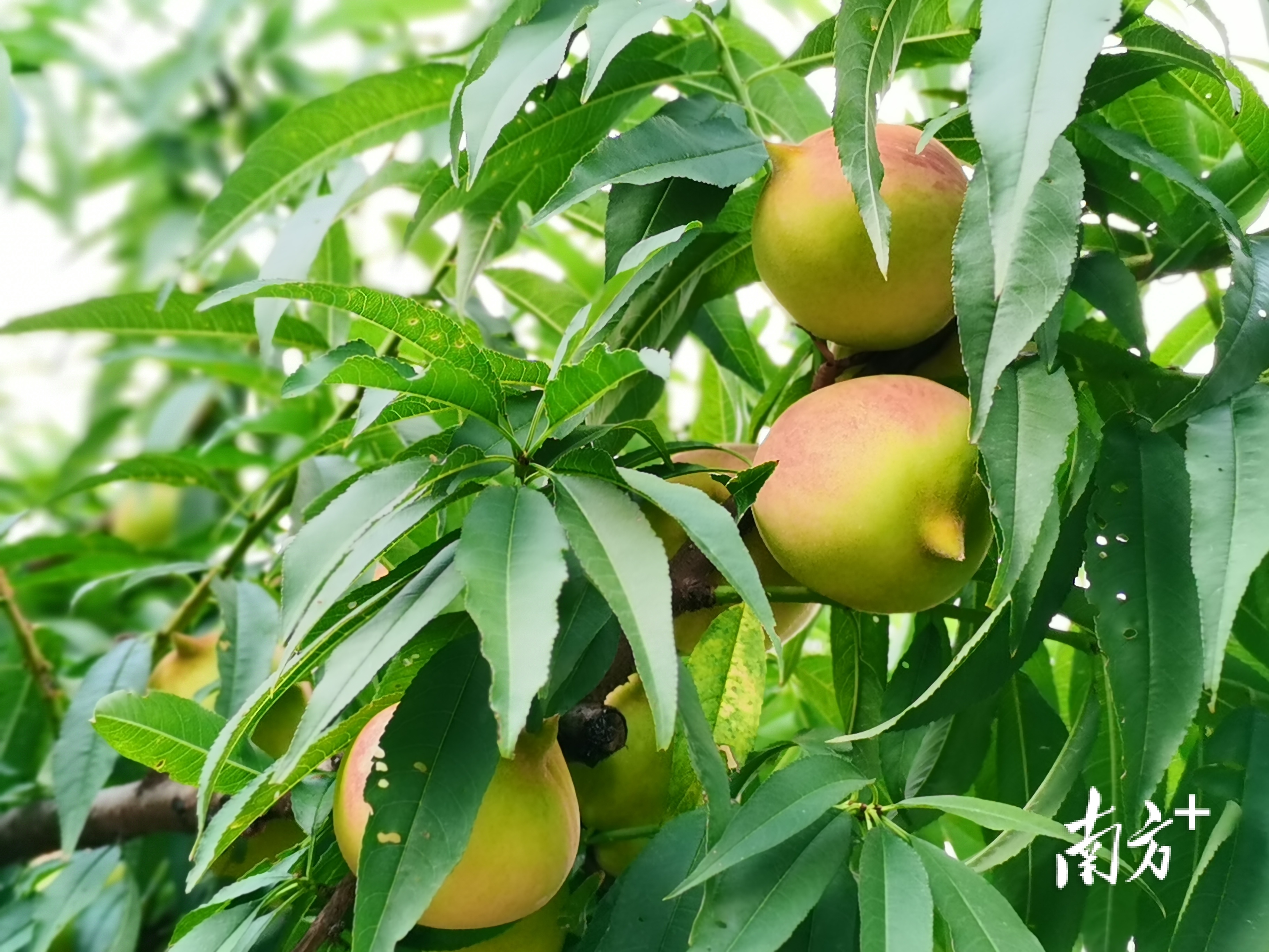 南方电网广东河源连平供电局:电力赋能鹰嘴蜜桃丰收季