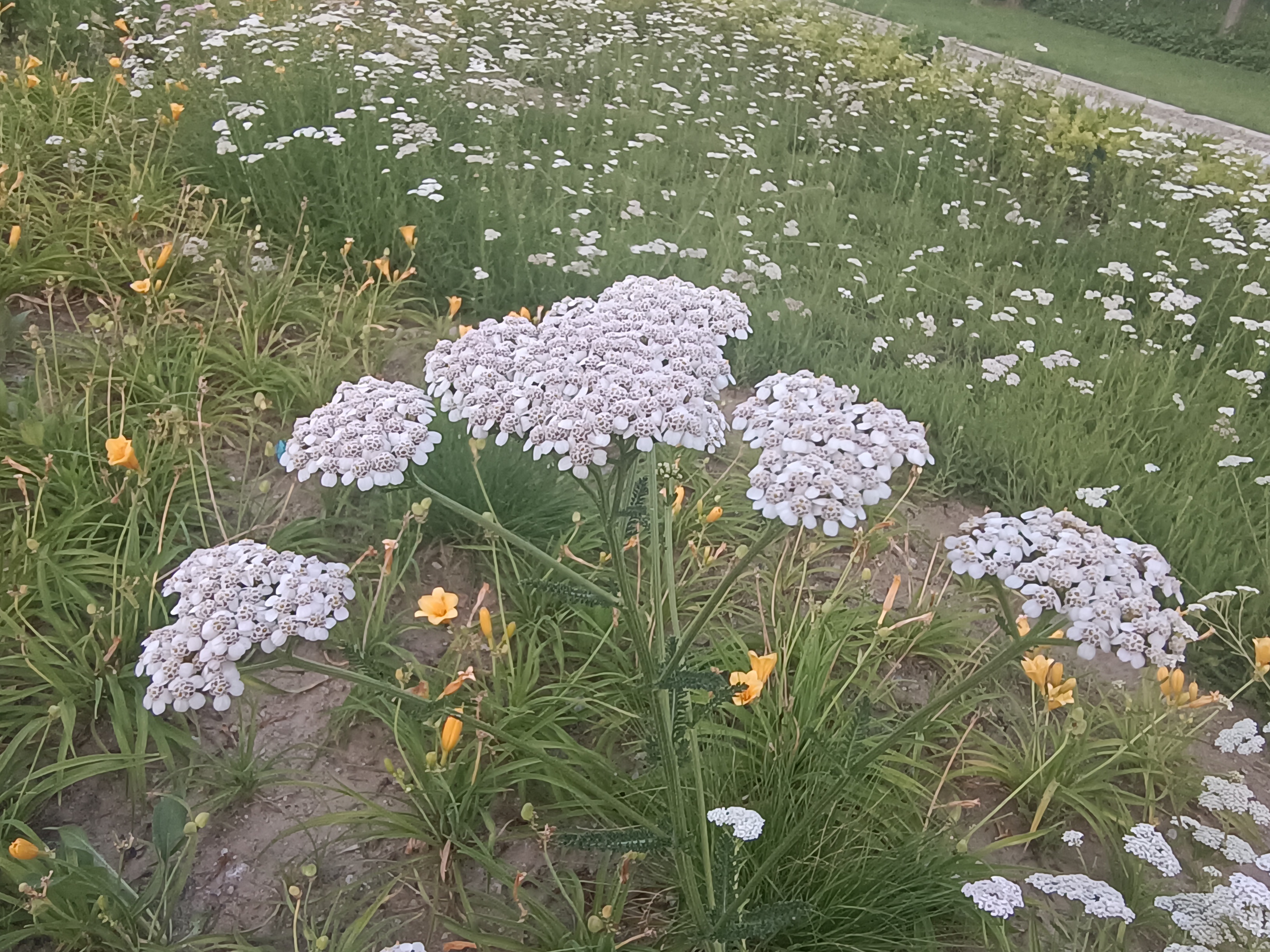 蓍草生长在什么地方图片