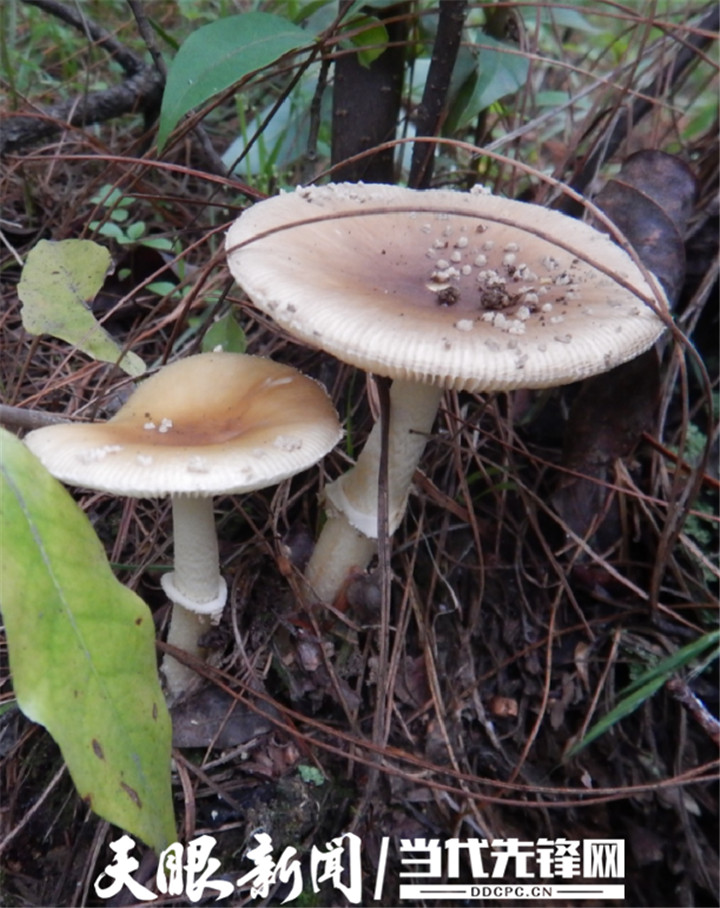 720_908竖版 竖屏