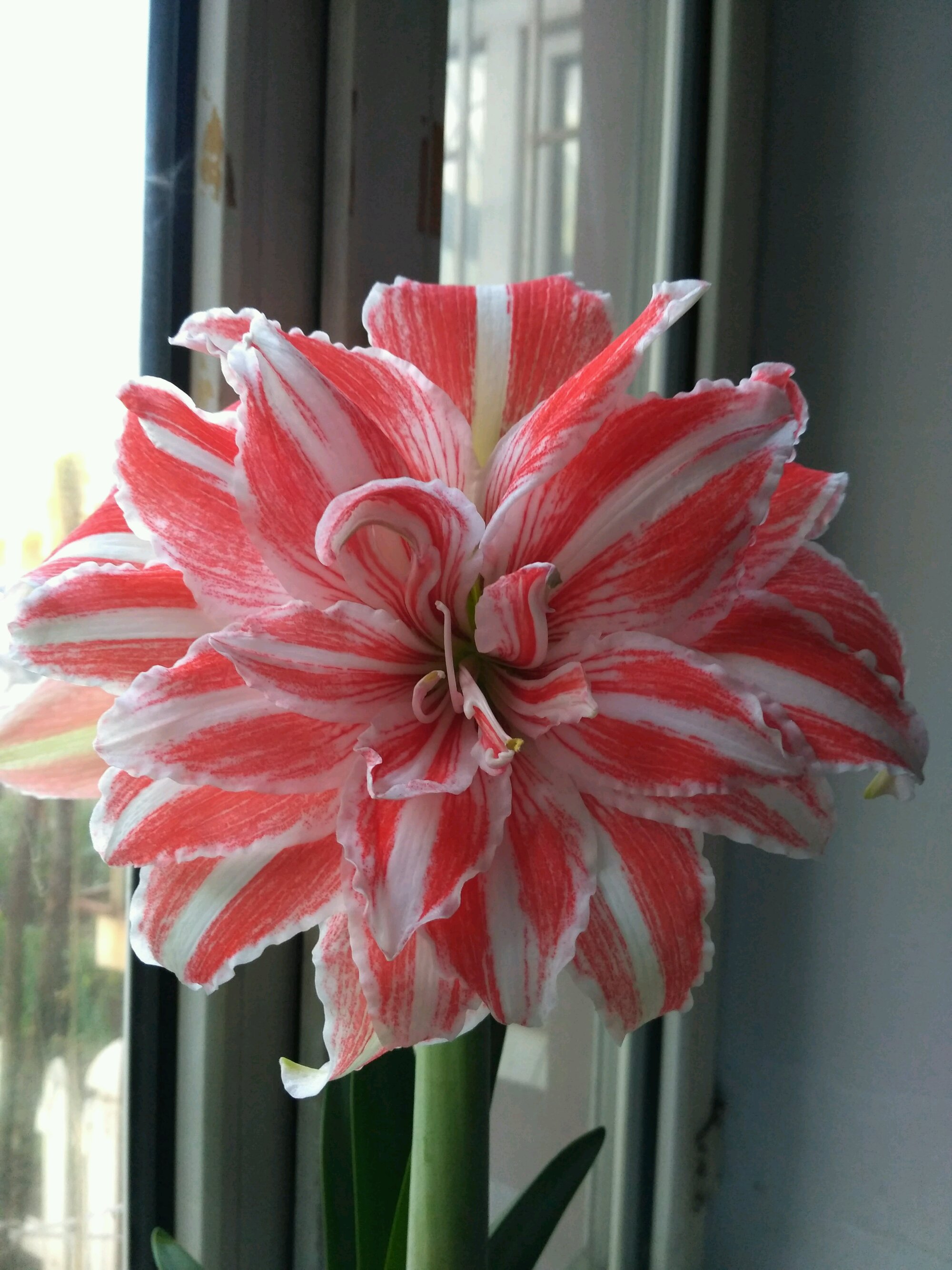 朱顶红界的"仙女"—舞后,好看又好养,每年花开多次,值得拥有