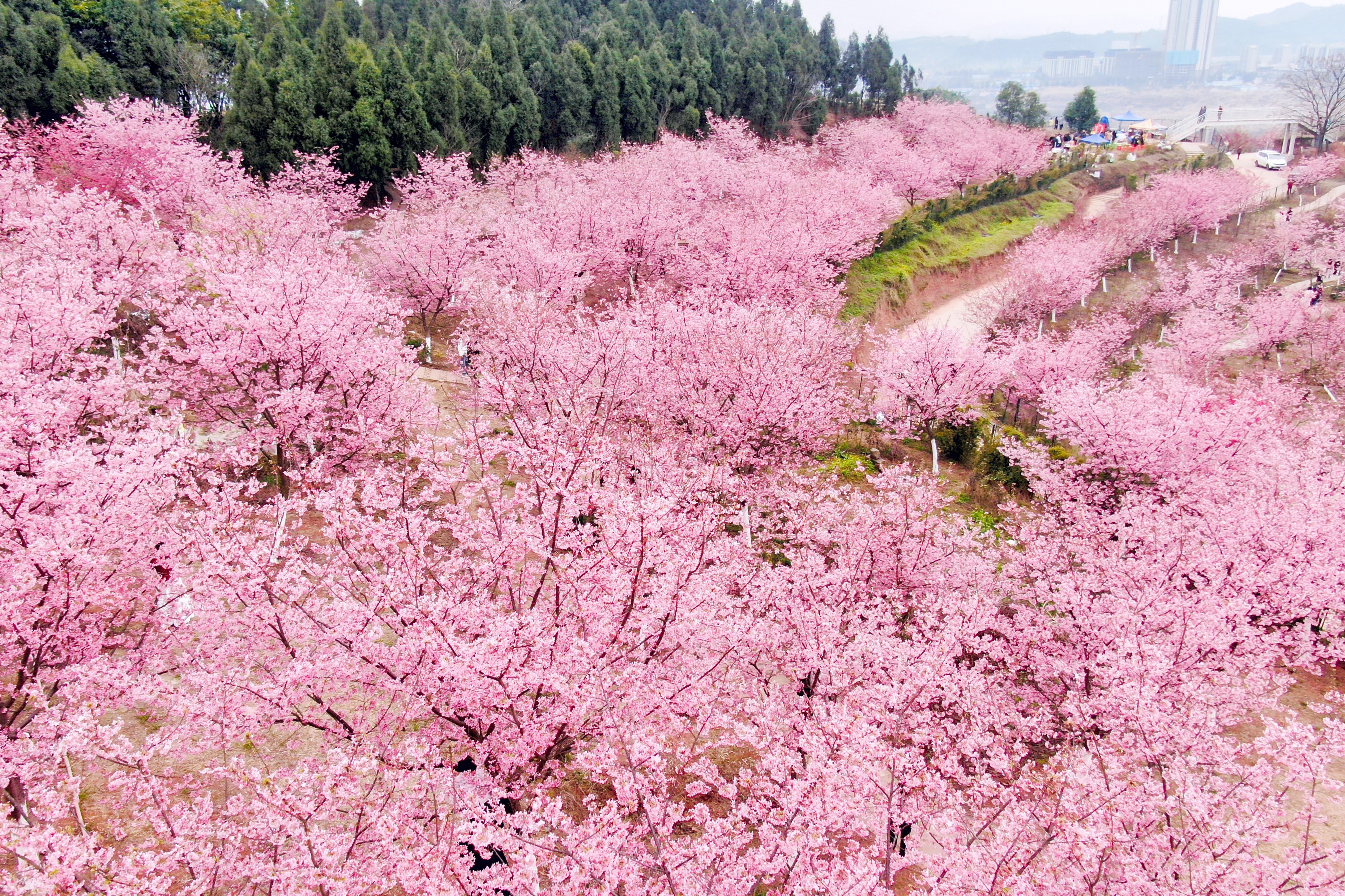 包头南海公园樱花图片