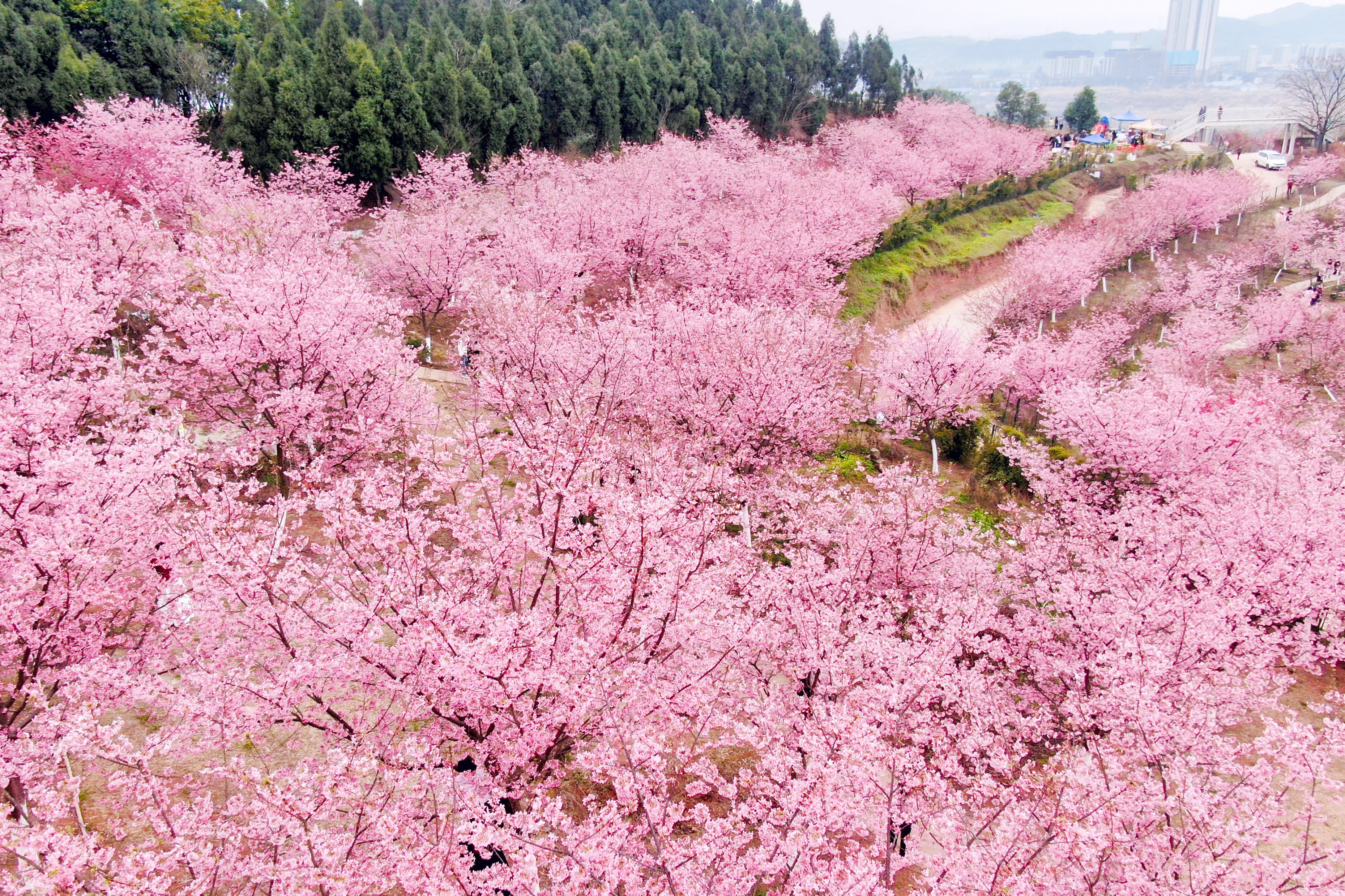 樱花盛放春满园 浪漫花海醉游人