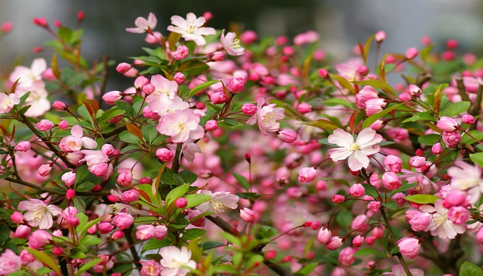 15种开在春天的花图片