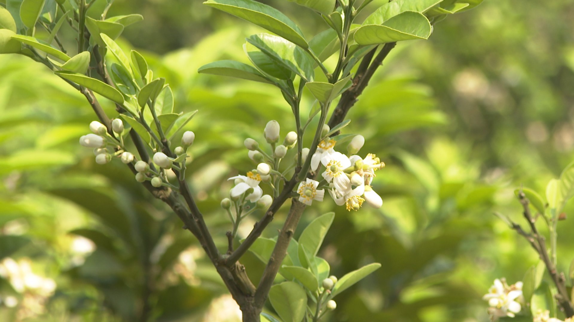 化橘红花海迷人 今年有望迎来大丰收