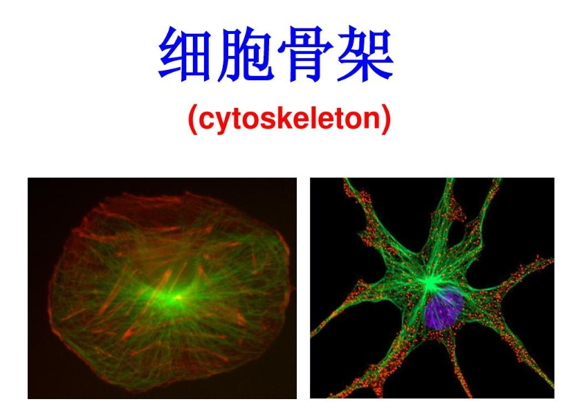 细胞骨架高中生物图片