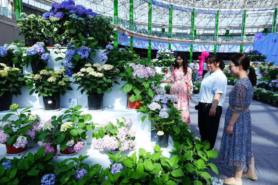 首届中国绣球花展在江苏省沭阳县开幕