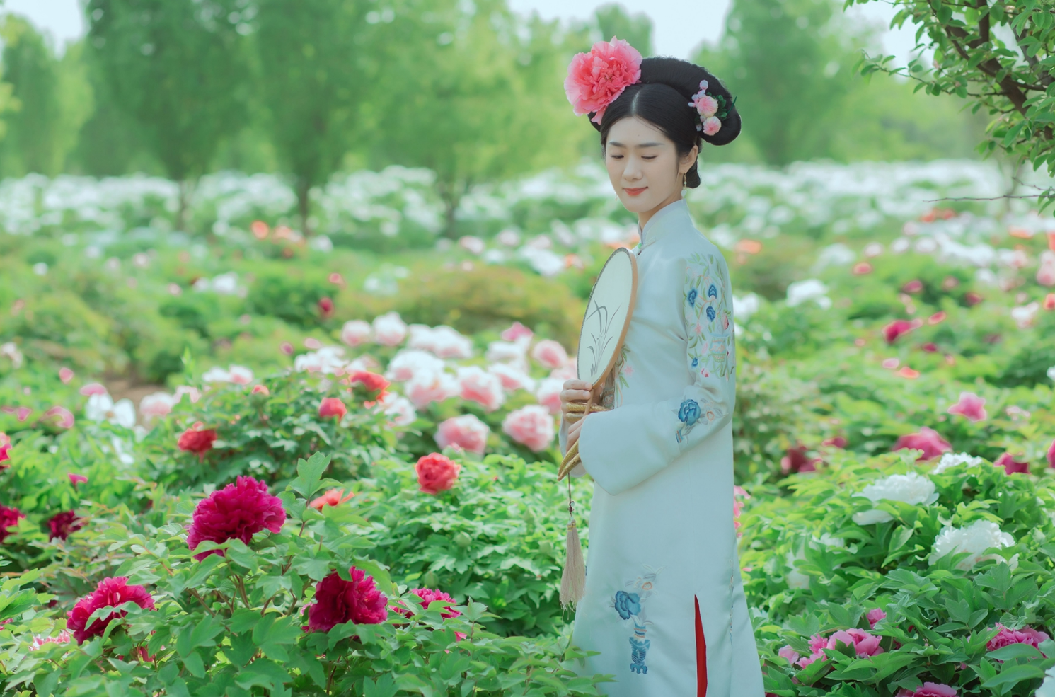 菏泽牡丹映衬古装美女"国色天香"