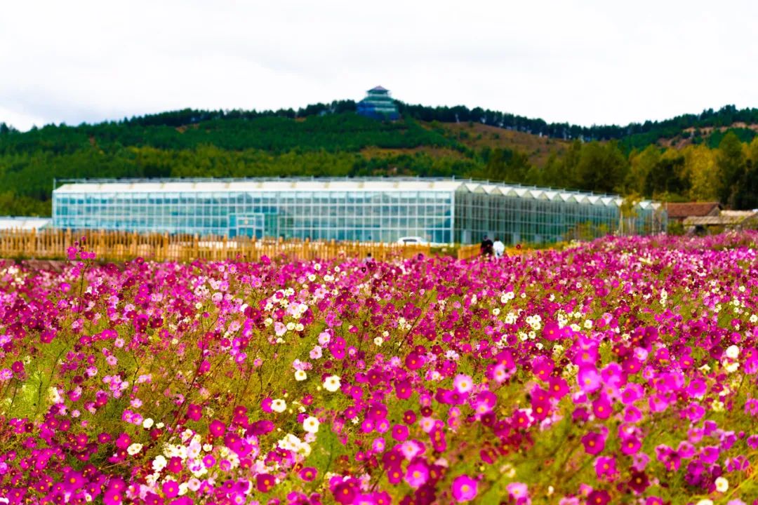 【我和我的祖国】四方台区迎国庆文学作品云展播(三)