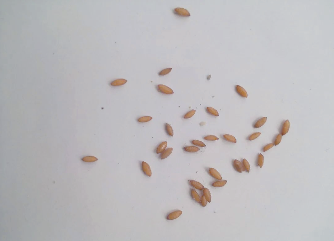 警惕家中隐藏的小颗粒,这些可能是昆虫的卵!