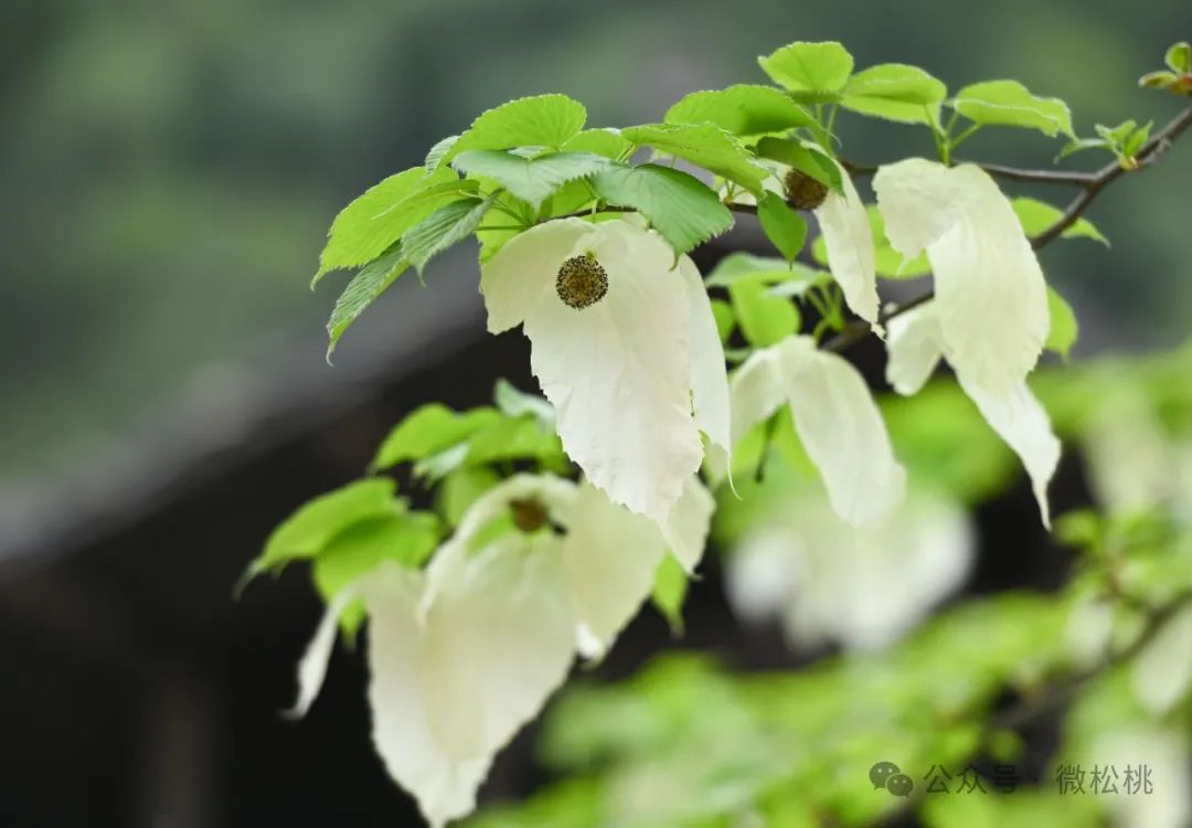 鸽子花梵净山图片