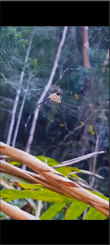 弓长棘蛛,一种蜘蛛,分布在中国的南亚,东南亚和云南