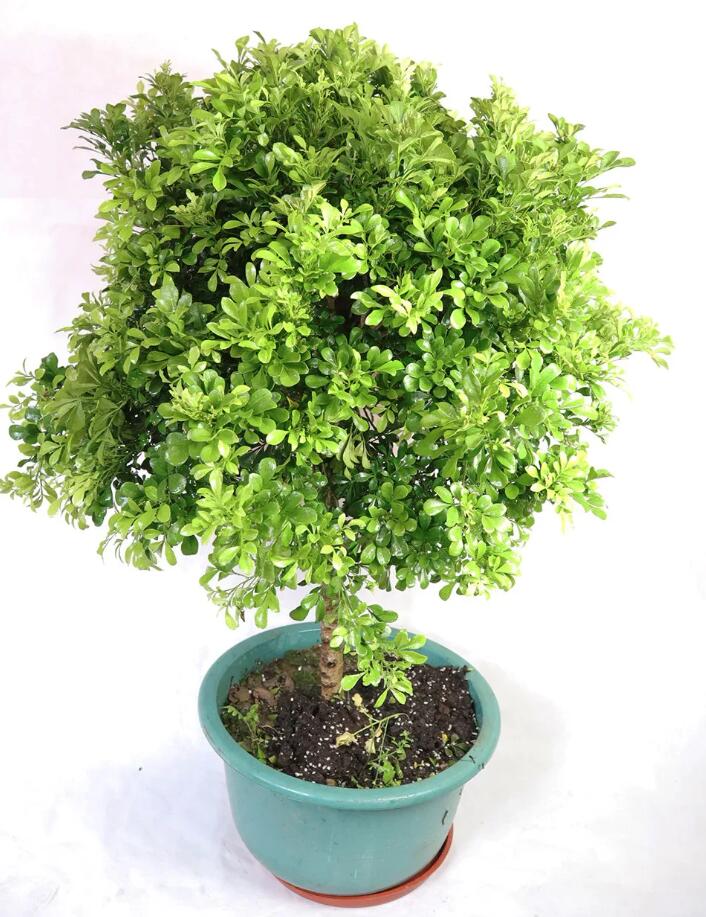 花香四溢:盆栽米兰花的养殖与护理指南