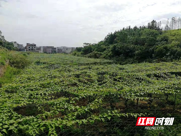 新田:罗汉果产业 助力乡村振兴