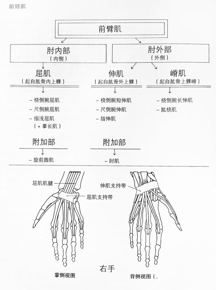 胳膊到手的详细图图片