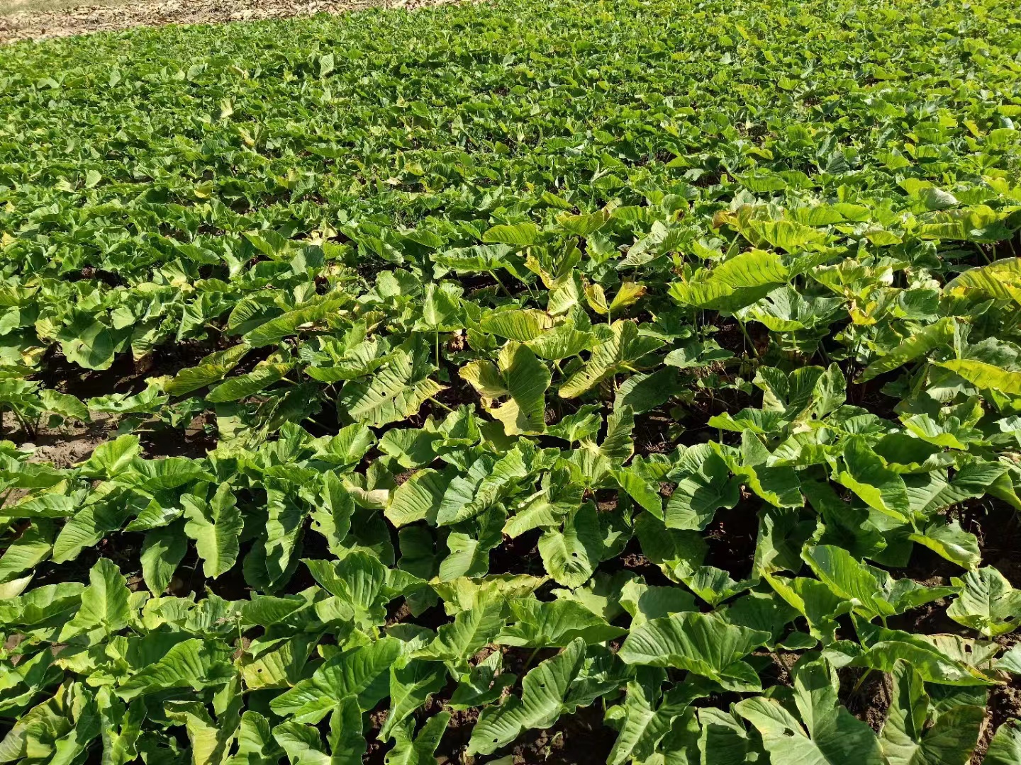 丁毒豆多少钱一斤,在哪能买到