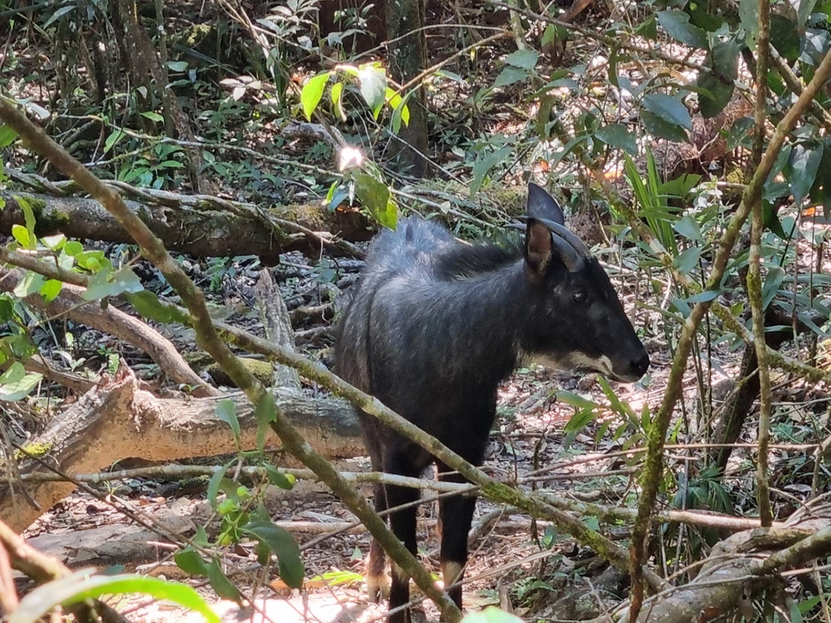 湖南九嶷山发现"山驴子",浑身漆黑有鬃毛,能在乱石间飞奔