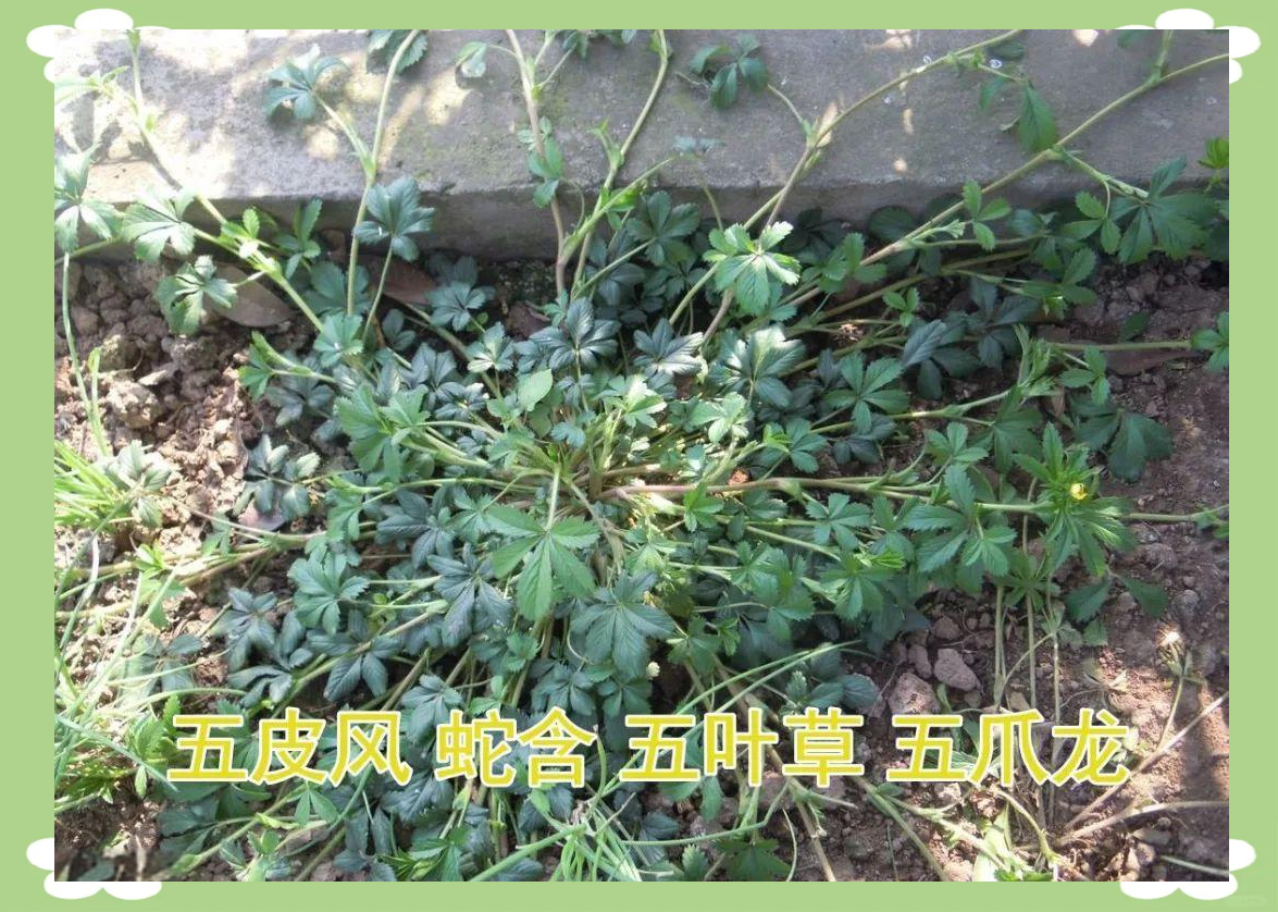 农村的这种五皮风植物,全身都是宝藏,被老人们称为化痰草,冬季的良药